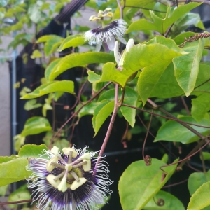 实验场内花果香