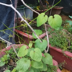 实验场内的草药种植实践